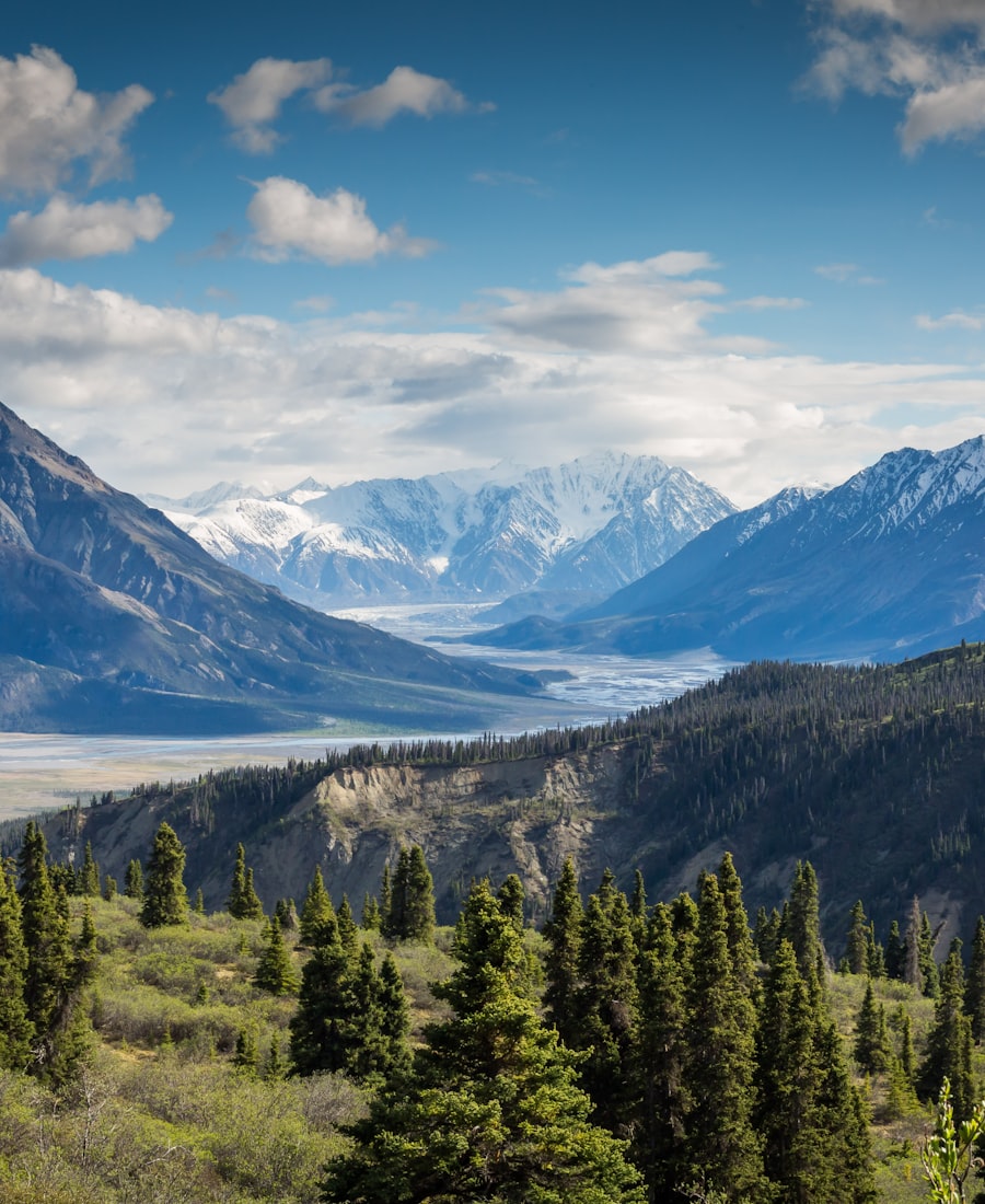 Spruce forest above a braided glacial valley under a blue spring sky